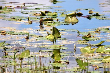 Lilypads