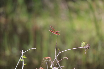 Dragonfly