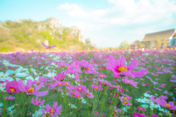 Cosmos sulphureus, Mexican Aster,Beautiful garden landscape, colorful blooming flowers,Pink flower.