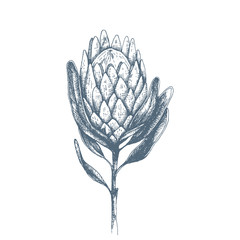 Vector hand-drawn Protea flower illustration. Large African flower for decorating invitations, wedding cards, design for Valentines Day and Mother's Day. Spring and summer decor