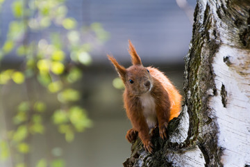 Eichhörnchen © Andreas
