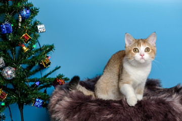 Obraz premium Cute British Longhair cat indoor