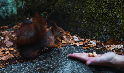 A squirrel is going to take a peanut from hand person