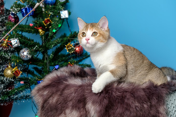 Cute British Longhair cat  indoor