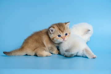 Cute British Longhair cat  indoor