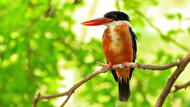 Kingfisher Bird on a Branch with sound