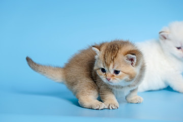 Cute British Longhair cat  indoor