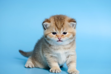 Cute British Longhair cat  indoor
