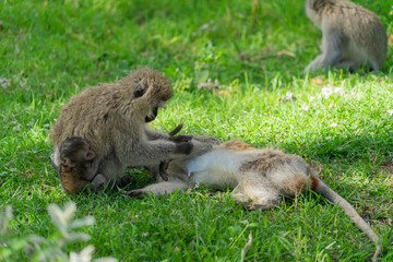 Monkey family with two babies