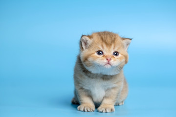 Cute British Longhair cat  indoor
