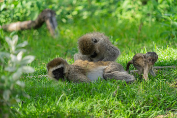 Monkey family with two babies