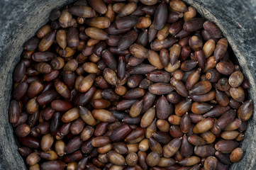 acorns in basket collection ready to eat or sow