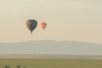 Hot air balloons raising from the ground in the plains of Masai Mara National Reserve for an early morning safari ride