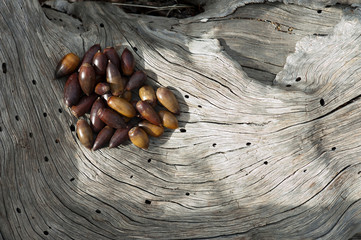 Fototapeta premium acorns on dry tree trunk