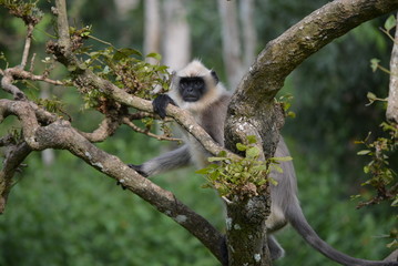 this chimpanzee is watching