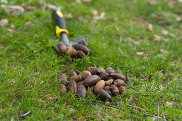 Still life acorns and cultivation tool with fresh green grass background
