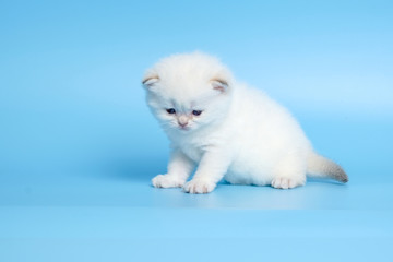 Cute British Longhair cat  indoor