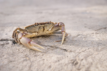 Lake crab at left side on stone floor in sunlight
