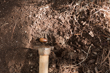 acorns in hole in ground, sowing, with cultivation tools