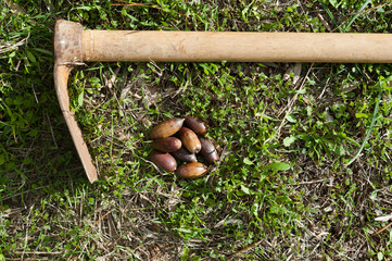 Still life acorns and cultivation tool with fresh green grass background