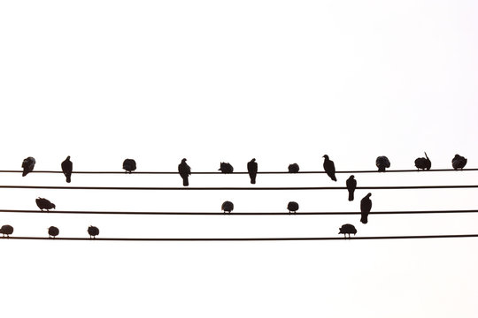 silhouette birds on electric pole