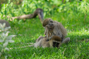 Monkey family with two babies