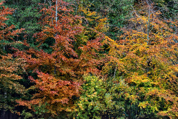 Pattern of orange colored autumn foliage.
