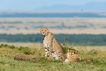 A cheetah walking and looking for its prey in the plains of Africa inside Masai Mara National...