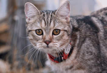 Snapshot of a tabby cat