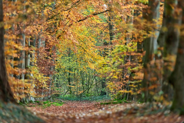 Forest path with yellow colored foliage in autumn.