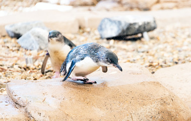 Close up of young penguin hunching down approaching water