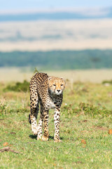 A cheetah walking and looking for its prey in the plains of Africa inside Masai Mara National Reserve during a wildlife safari