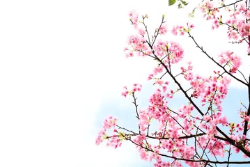 Poster Pink Cherry blossom or the sakura flower in spring season with Beautiful Nature Background at Taiwan,  Cherry blossom or sakura branch © njmucc