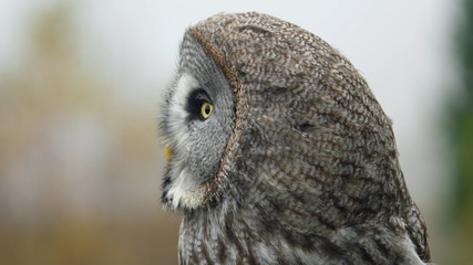 portrait of an eurasian eagle owl