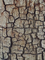 macro image of a wooden wall with big cracked brown paint