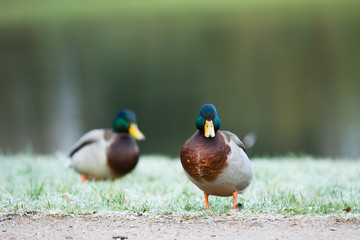 Nahaufnahme einer Ente auf einer leicht gefrorenen Wiese
