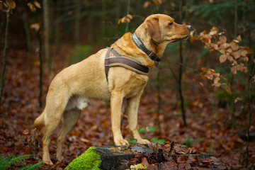 Fuchsroter Labrador Retriever im herbstlichen Wald