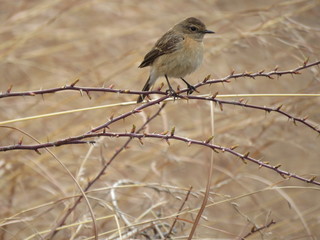 sparrow on a branch wild life mini lite black  flycatcher 