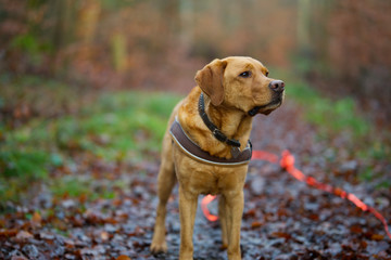 Fuchsroter Labrador Retriever im herbstlichen Wald