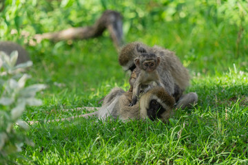 Monkey family with two babies