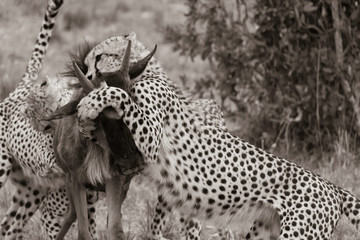 A mother and three cheetah cubs killing a wildebeest in the plains of Africa inside Masai Mara National Reserve during a wildlife safari