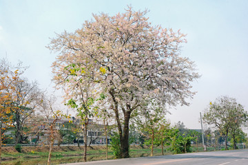Pink Trumpet Tree,Tabebuia rosea,Cherry blossom or sakura flower like beside the road in Saraburi, Thailand