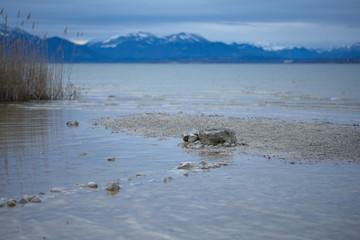 Blick auf den Chiemsee und die Alpen
