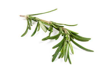 Stem of fresh rosemary close-up in selective focus