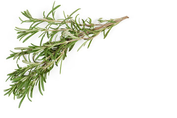 Fresh rosemary twig located at the top and left, background