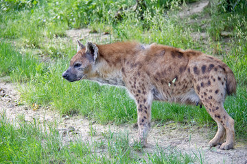 Spotted hyena on the grass. Crocuta crocuta.