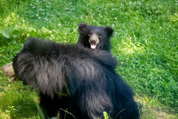 Sloth bear cub with mother. Melursus ursinus. © Lucie