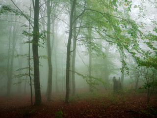 Autumn beech forest during a heavy fog