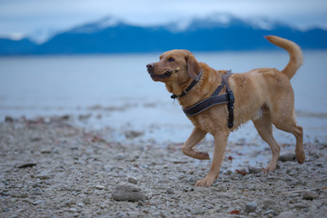 Fuchsroter Labrador Retriever am Chiemsee