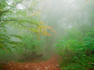 Footpath in autumn beech forest in heavy fog